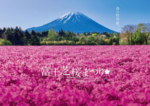 富士山麓が一面ピンクに染まる富士本栖湖リゾートで春の祭典「富士芝桜まつり」