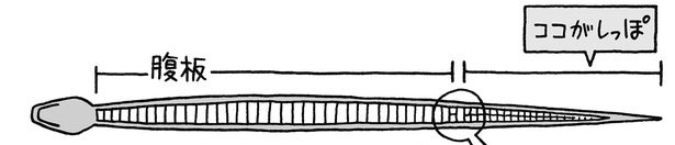 ヘビの「しっぽ」は、どこからどこまでを指すの？／雑学うんちく図鑑（15）