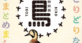 国立科学博物館で初の「鳥類」をテーマとした特別展を開催600点以上の標本で鳥類の秘密や魅力を徹底紹介