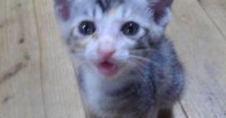 山に遺棄されていたガリガリの赤ちゃん猫を保護→数ヶ月後、美猫さんに成長した姿に癒される