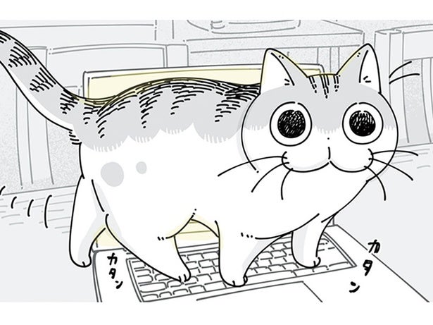 どういう偶然？ パソコンのショートカットキーを巧みに使うネコが面白い