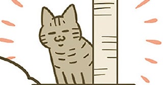 緊張しながらも慣れてきた？ キャットタワーも制覇し始めたのが愛おしくて