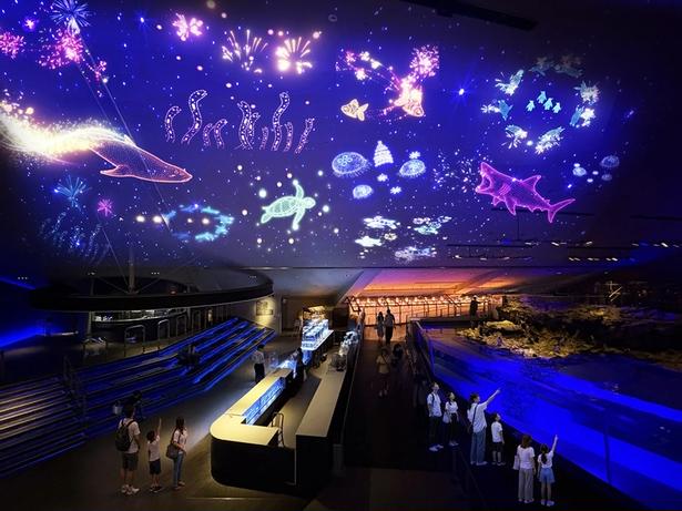 すみだ水族館の天井に花火が打ち上がる！「すみすい花火2026」開幕、100個のクラゲ風鈴の回廊も