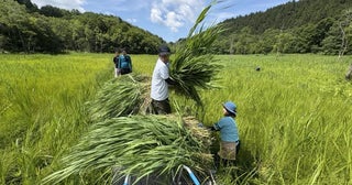 湿原のヨシを地域資源に飛騨で広がる産官学連携日本新聞インキが商品化、中京大生は企業営業も実践