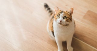 動物によって見える色は違っている！紫外線まで見えている？