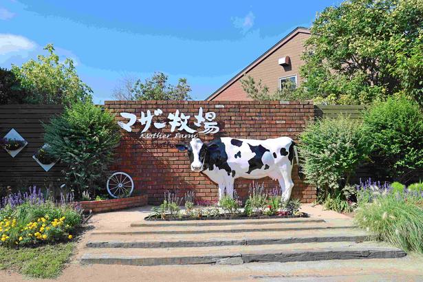千葉・マザー牧場で迫力満点のイベント「ひつじの大放牧」が開催！朝から楽しめるシルバーウィークのおでかけ先