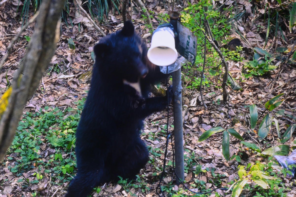 《まるで人間？》クマが電灯スイッチをオン、蛇口で水も…研究歴50年以上の専門家が語る“進化ではない”真相