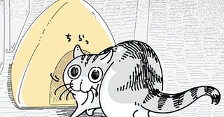 あげたのに全然使ってくれなかったネコ用ベッド。押入れから出したらなんと！