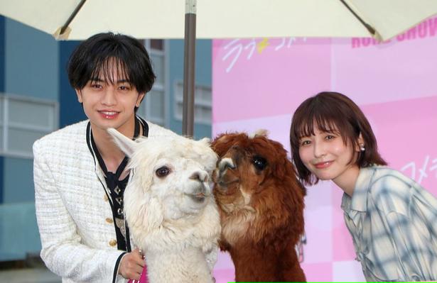 中島健人＆長濱ねる、スイカ割りの実施に本物のアルパカまで登場でびっくり！『ラブ≠コメディ』公開直前イベント開催