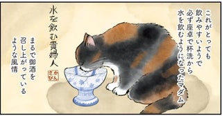 まるで「水を飲む貴婦人」！マダム猫の優雅な日常