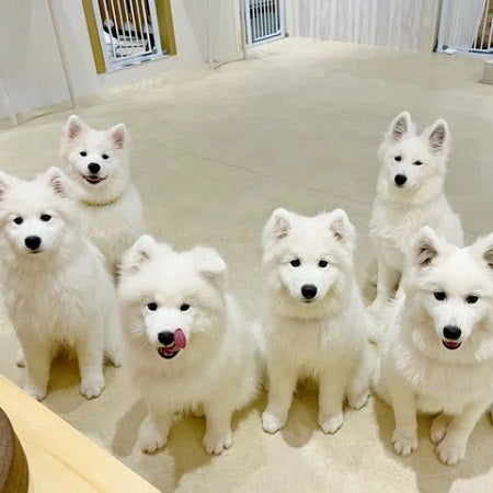 【東京都渋谷区】10匹のサモエドと触れ合えるカフェが原宿にオープン！抱っこ撮影も