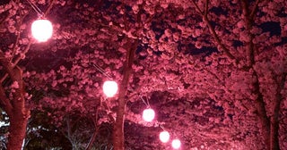 神戸「しあわせの村」、桜の期間に特別夜間開園 幻想的な夜桜のライトアップを開催