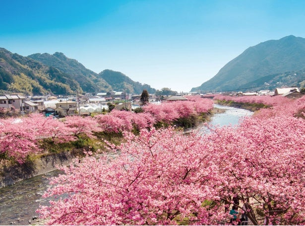 今週末に河津桜が楽しめるお花見名所（2月28日・3月1日）