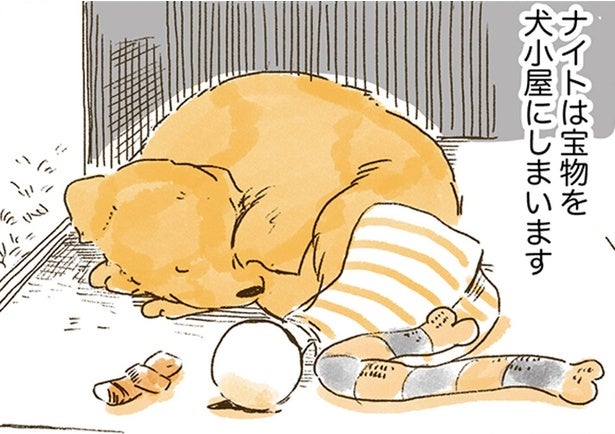 大好きなおばあちゃんも！犬小屋に宝物を集めるレトリバー