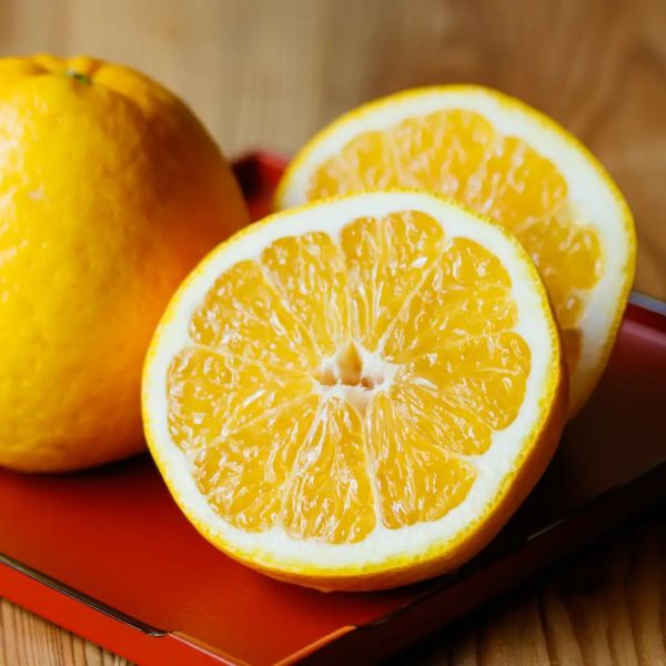 愛媛産“食べるジュース”の販売がスタート偶然から生まれた不思議なフルーツ「河内晩柑」