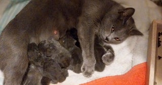 おもしろいほど子猫さまがよく釣れる…生後3か月の猫さまたちが群がるモノとは