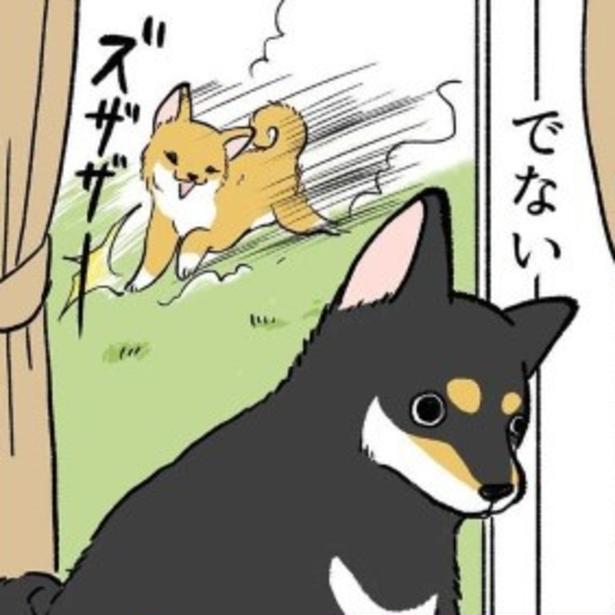 「さんぽ」の一言に逃げる犬！犬にもアウトドア派とインドア派がいた！正反対な柴犬兄妹の日常がたまらなく愛おしい【作者に聞く】