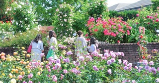 ひらかたパークで「ローズフェスティバル」季節の草花の魅力を存分に楽しむ多彩なイベントを用意