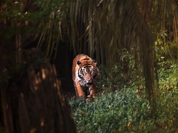 2026年関東のナイトサファリ＆ナイトズー7選！夏休みは夜の動物園へ遊びに行こう