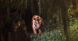 2026年関東のナイトサファリ＆ナイトズー7選！夏休みは夜の動物園へ遊びに行こう