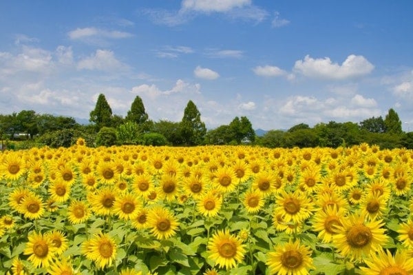 【イベント編】夏デートのおすすめ10選！最高の夏にするデートプランを紹介