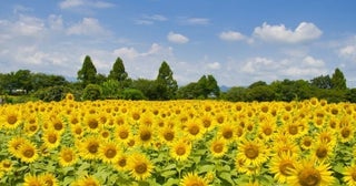 【イベント編】夏デートのおすすめ10選！最高の夏にするデートプランを紹介