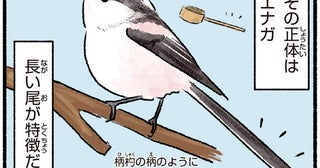 長い尾っぽが特徴のエナガ。春先に曲がった尾を見かける理由