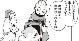 たくさんの人から声をかけられるように！足が弱ってきたシニア柴犬のお散歩