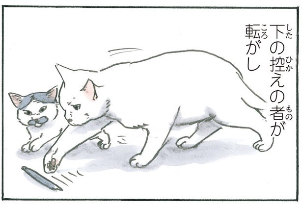 見事なコンビネーションやめて！ よく使うペンが猫たちによって消えてしまいます