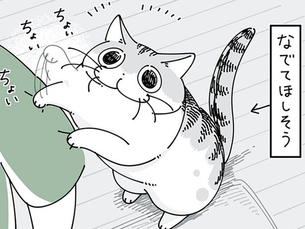 撫でてほしそうなネコ。あっちこっちに寄り道をするのはなぜ？