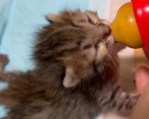 「目が開かない」ボロボロの子猫を保護。18年間、子猫を救ってきた女性が“2匹とも家族”にした理由