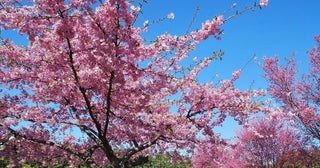 2025桜シーズン直前！今週末(3月22日・23日)に5分咲き～満開を迎えそうな全国のお花見名所ガイド