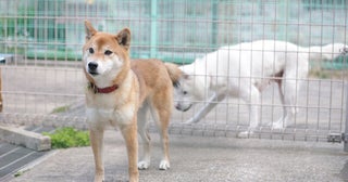 「動物を傷つける者はいずれ人も殺す」は本当なのか？ウサギを蹴り殺す、ハトを解体する......動物虐待の深層