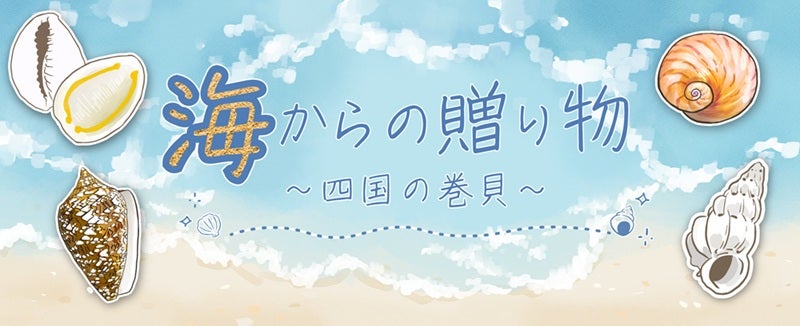 四国の巻貝の魅力に触れる貝の光沢や模様を楽しむ