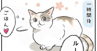 とある朝の飼い猫さん…キャリーケースで“病院行き”を悟った悲痛な姿に「罪悪感が芽生える」と共感【漫画】