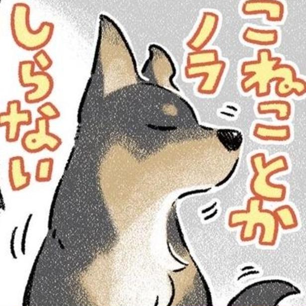 我が愛犬はすぐ子猫を拾ってくる!!飼い犬が拾ってきたズブ濡れの子猫は「震えていた」！犬と猫に囲まれた暮らしに感動【作者に聞く】