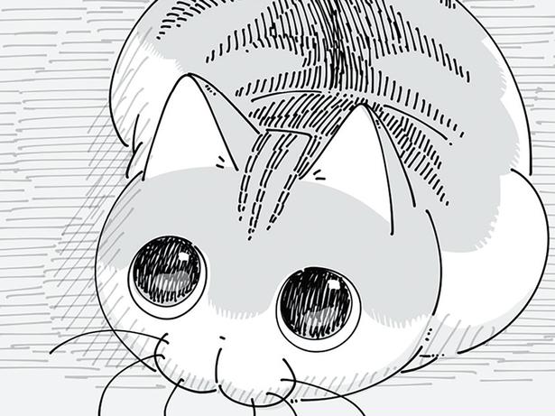 目が泳ぎまくってますね。イタズラをした自覚のあるネコの上目遣い