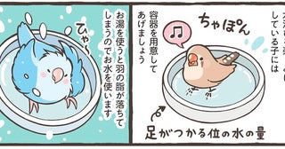 【小鳥のトリセツ】毎日のお世話でしっかり健康管理。水浴びにお湯はNGなど注意点も解説