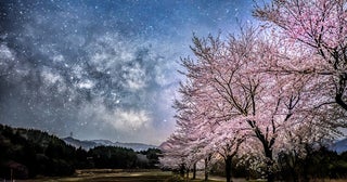 雪深い冬を越え、春の訪れを告げる新潟の河川敷千本桜で季節を回す