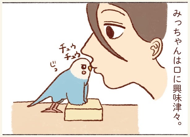 飼い主の口に興味津々なインコ。信用されてるのは分かるけど行動が