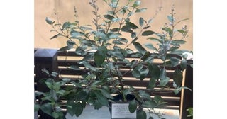  研ナオコ、朝ドラ「風、薫る」“真風”イメージの植物公開 