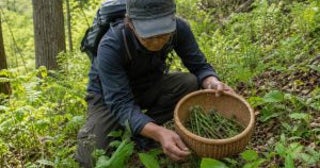 「許可は取ってます」嘘をついて他人の敷地で山菜を採る60代男性…身元がバレて慰謝料30万円を支払うまで／年間500円で合法な手続きも…山菜採りのルールを調べてみた