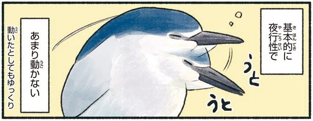 ペンギンみたいなずんぐり姿で、めったに動かないゴイサギ