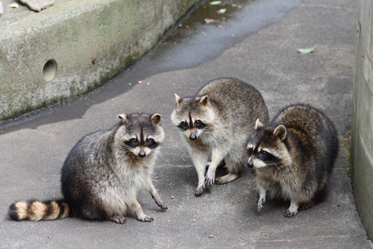 《かわいい顔でも要注意》都会でアライグマが急増、人気声優も遭遇…専門家が警告する“家屋・健康被害”