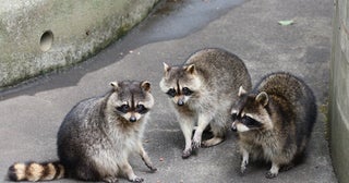 《かわいい顔でも要注意》都会でアライグマが急増、人気声優も遭遇…専門家が警告する“家屋・健康被害”