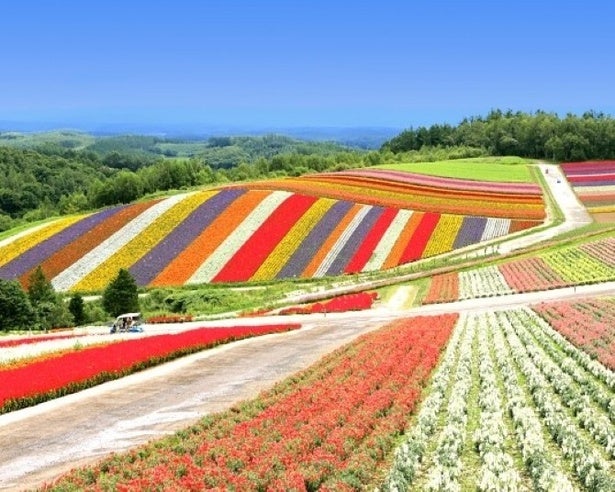 「これで無料は反則でしょ」北海道・美瑛の絶景を一望できる“神スポット”が想像以上！満足度がバグってる!?【無料展望室シリーズvol.15】