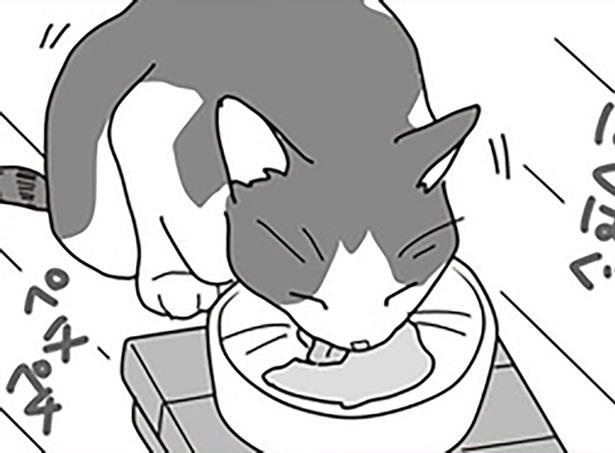愛猫の口内ガンが判明。少しでも食べられるように工夫したこと／世界一幸せな飼い主にしてくれた猫（8）
