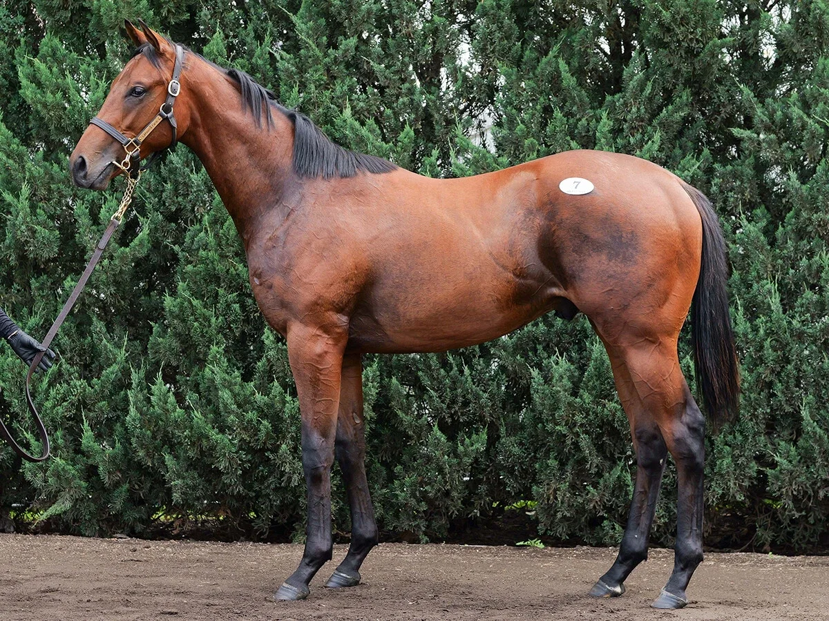 【セレクトセール2026】１歳馬セッション「億超え」の高額馬のなかで現場のプロがほれ込んだ４頭
