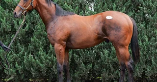 【セレクトセール2026】１歳馬セッション「億超え」の高額馬のなかで現場のプロがほれ込んだ４頭
