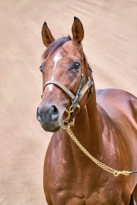 現役人気No.1競走馬ドウデュース、撮り下ろし写真集普段見られない「美しい瞬間」を追求